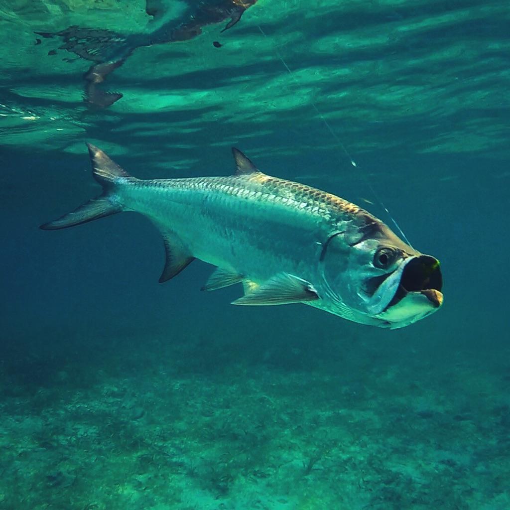 тарпон рыба