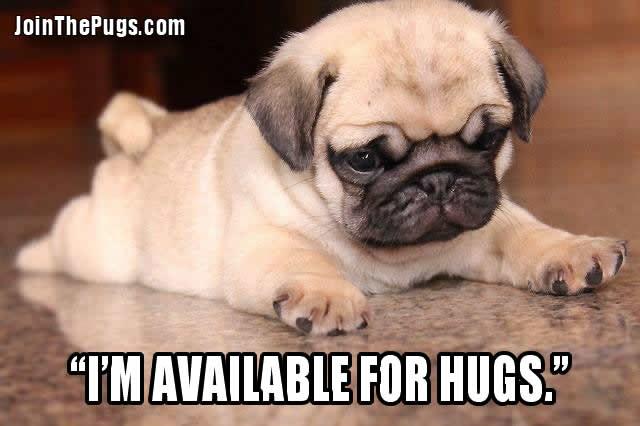 siliconrepublic's tweet photo. RT to give @siliconrepublic your #TweetieTech vote in the #RaboTweeties and we'll send you a virtual pug hug :) http://t.co/eKdepH7FYh