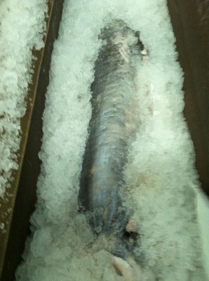 NCfinestfish's tweet photo. Marker swordfish from the outer banks on NC http://t.co/UgaekWrAnv