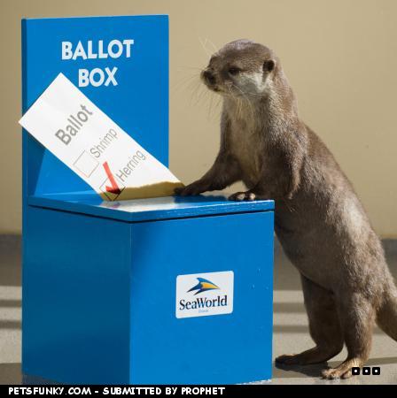 siliconrepublic's tweet photo. You really otter vote for @siliconrepublic in the #RaboTweeties #TweetieTech category ;) All it takes is a retweet! http://t.co/wVBr3Y8ax6