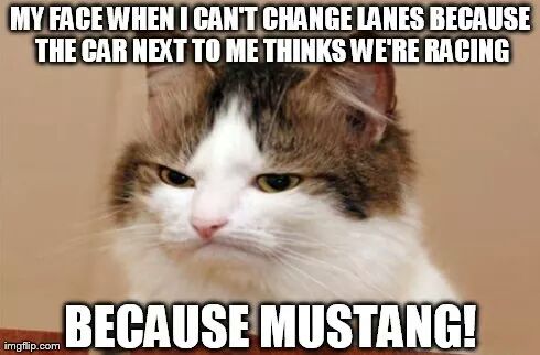 BecauseMustang's tweet image. Pretty much sums it up. #becausemustang #mustangproblems
