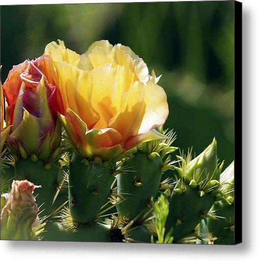 pamelabllv's tweet photo. New artwork for sale! - "cactus flowers" - http://t.co/lXPyLKVdXW @fineartamerica http://t.co/GyAWMDOF0t
