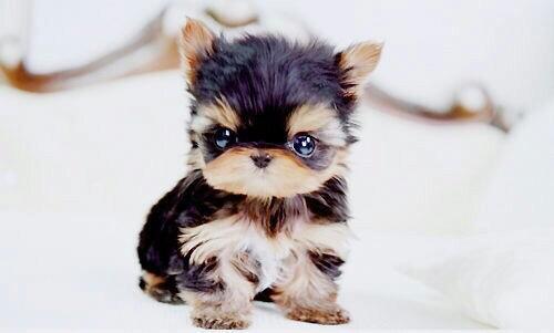 lKeepItReaI's tweet image. can i have this little cutie?