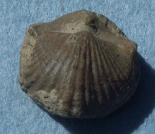 LowHangingBrach's tweet photo. I don't know where I'd be without my shell I'm virtually #defenseless without it http://t.co/qdOzvhDfRd