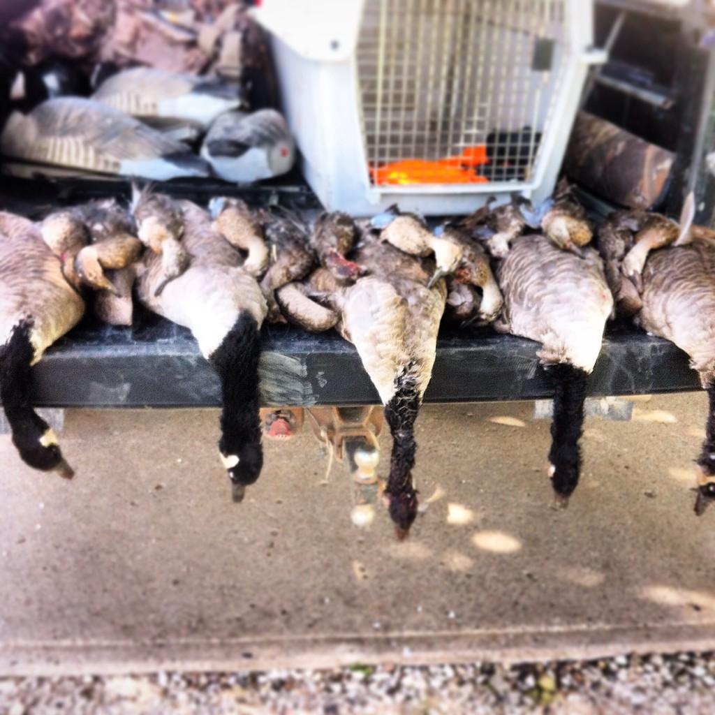 iowahicklife2's tweet photo. @BSHC_ARK heck #wacknstackwednesday http://t.co/kQ32igGJIx