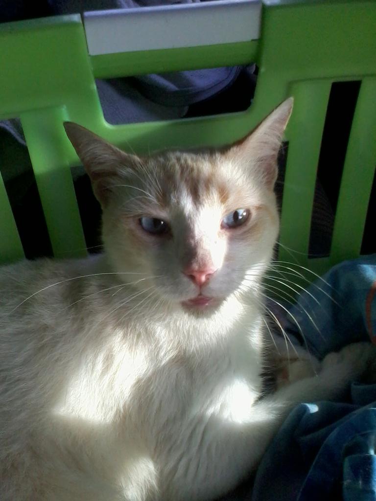 SAMZreader's tweet image. R.I.P Bizco :(
#MissYou #ILY