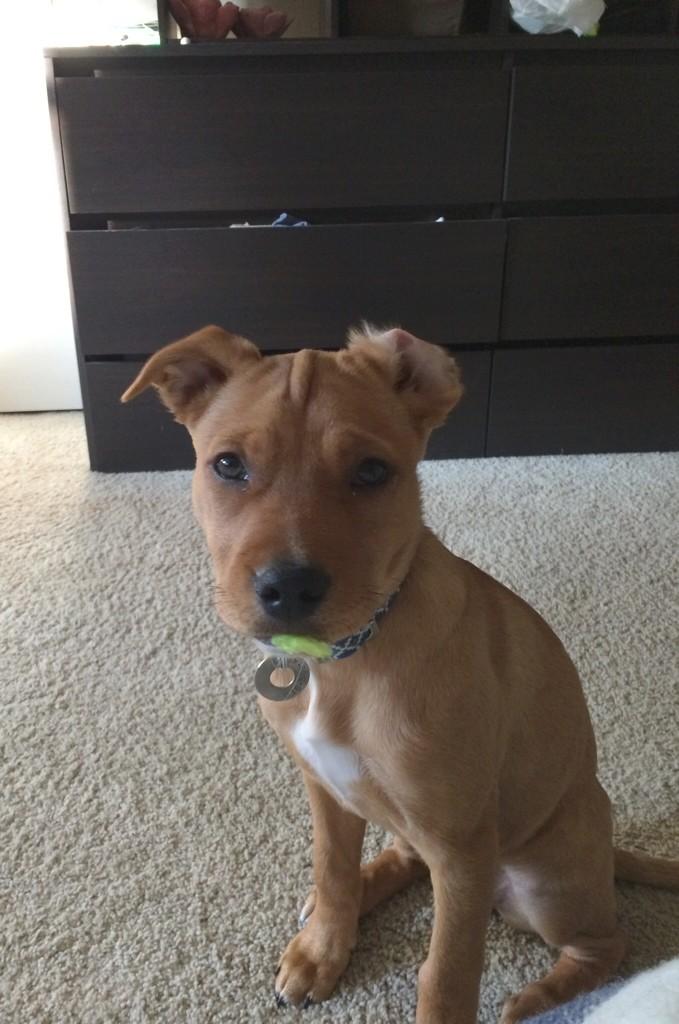 Me- "Hey Stevie, have you seen the tennis ball? It's yellow, pretty fuzzy..."
Stevie Nicks- "nope."