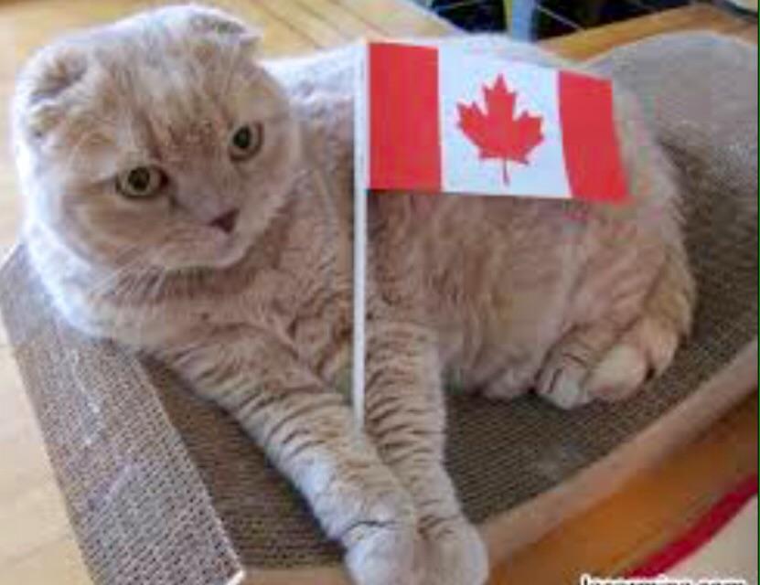 maple_syrup_eh's tweet photo. "So what our mayor smokes crack, we still have free healthcare." http://t.co/9PRpGCHHK3