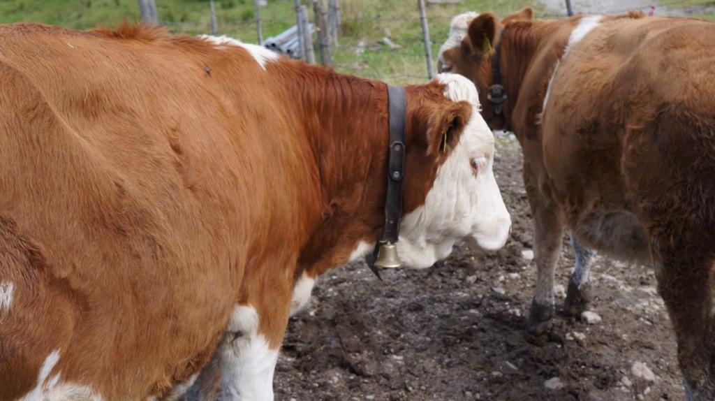 Jeffrey Yee tweet media