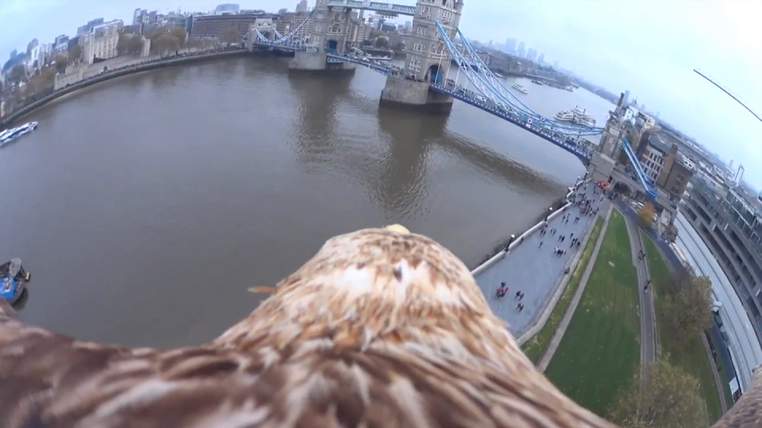 RufusTheHawk's tweet photo. “@IvanJD: @RufusTheHawk @imogendavisx http://t.co/bBRb1DZBZV http://t.co/QmsAKdFJfV”” #hawkeyeview