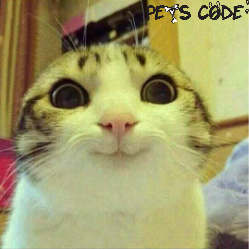 petscode's tweet photo. funny cat for cat lovers :) http://t.co/UsJTZeB22V
