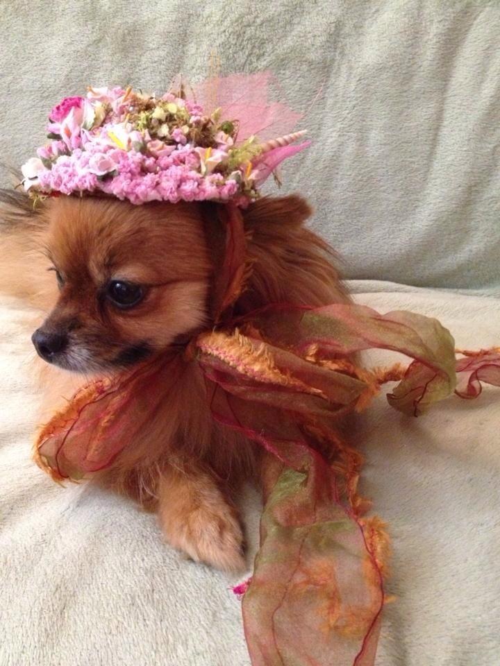 Time to BARK out how much I LOVE <a href="/Hobo_Cwab/">Hobo Cwab Canine</a> She was my first Haute Couture Designer and made me an award winner!