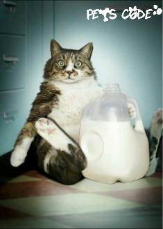 petscode's tweet photo. funny cat for cat lovers :) http://t.co/UsJTZeB22V