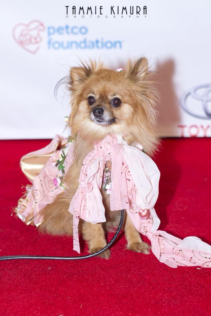 On the red carpet w/ <a href="/Hobo_Cwab/">Hobo Cwab Canine</a> <a href="/mt_usa/">Starwind Montana</a> <a href="/MauroPetCare/">MauroPetCareProducts</a> <a href="/RodeoDriveBH/">Rodeo Drive</a> <a href="/BeverlyWilshire/">Beverly Wilshire</a> <a href="/BillionMagazine/">BILLIONAIRE COLLECTION ®</a> <a href="/MercedesBenz/">Mercedes-Benz</a>