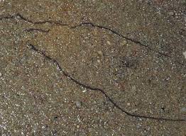 _nemertinea_'s tweet photo. walk on the beach with bae http://t.co/6Y2a4LVi5T