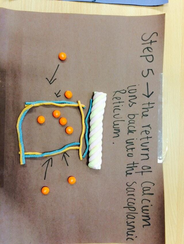 BsfPe's tweet photo. Stage 5 from the girls. Keep these pictures and use them for revision http://t.co/ZFOxT2rU3I