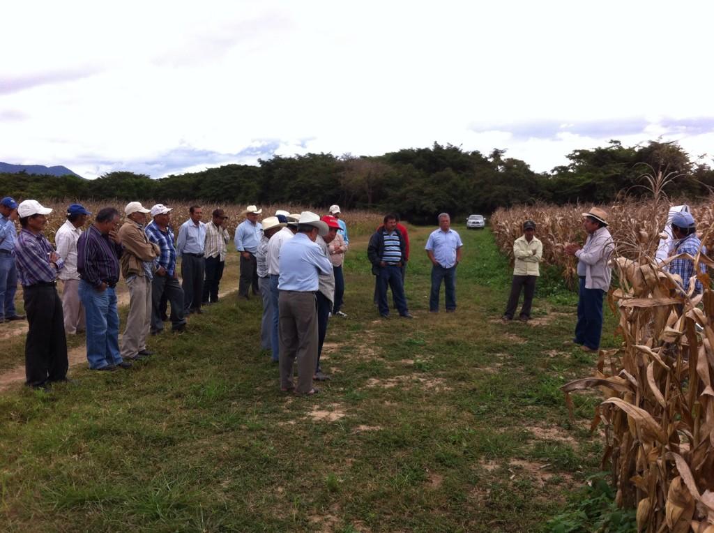 PlataforMas_Sur's tweet photo. Muy emotiva la participación de productores de la región frailesca en día de campo plataforma UNACH @MasAgPlataforma http://t.co/LecljYWY0u