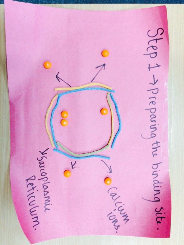 BsfPe's tweet photo. Stages 1-4 from Ellie and Lauren and Fern! http://t.co/34NP1huysk