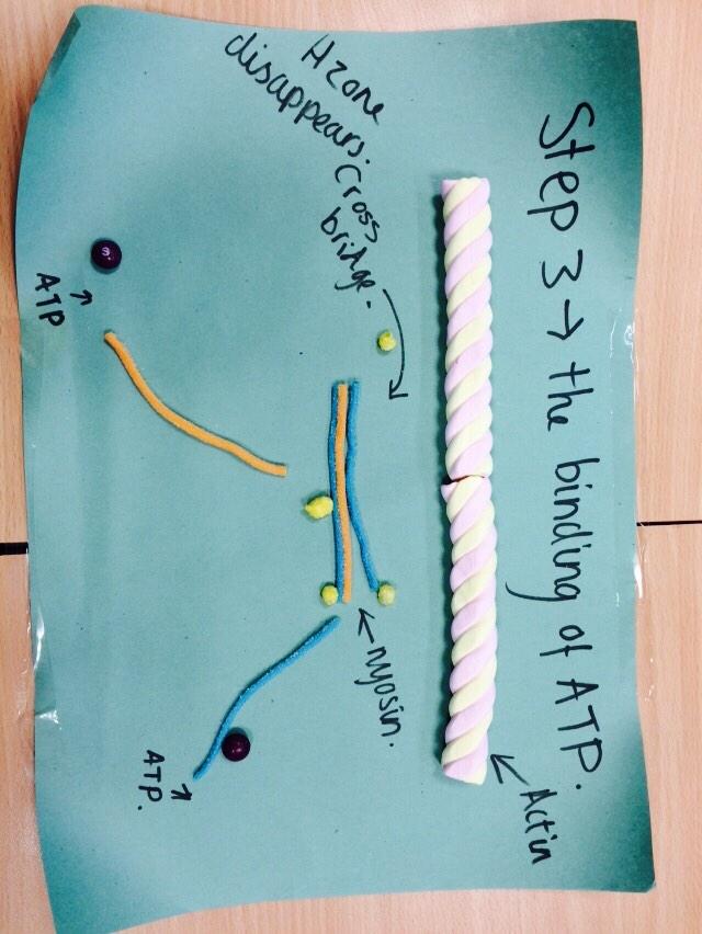 BsfPe's tweet photo. Stages 1-4 from Ellie and Lauren and Fern! http://t.co/34NP1huysk