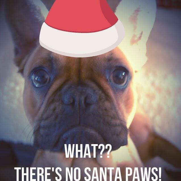 BullyMiaTJ's tweet photo. TJs reaction when I told him the truth. Big brothers are cruel #santapaws #furbros #bullyshock #BreakingNews #Dublin http://t.co/B5wancegQf
