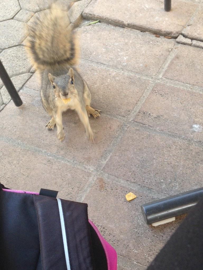 SchubertSchub's tweet photo. So cute! @TKSchu @joe_speck @KristenThiers http://t.co/PLPlJAs2pc