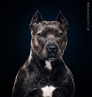 KristiPasternak's tweet photo. @StrachanStrays Not sure of project but Luke Copping is an awesome photographer who specializes in photographing dogs http://t.co/EjWycEu2my