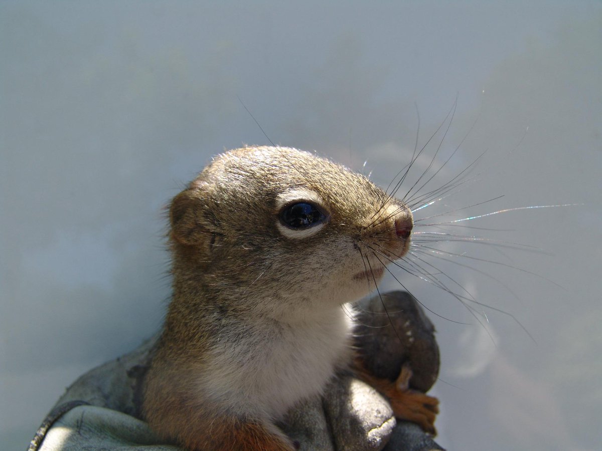 GatesWildlife's tweet photo. The Red squirrel is an engagingly feisty little critter, not reluctant to chase intruders many times its size. http://t.co/PxEeT435Ex
