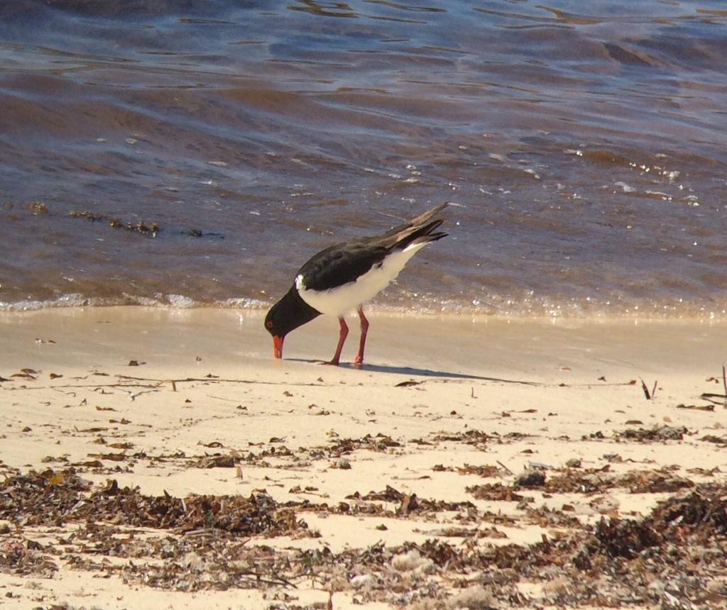Oyster catcher having some breakfast