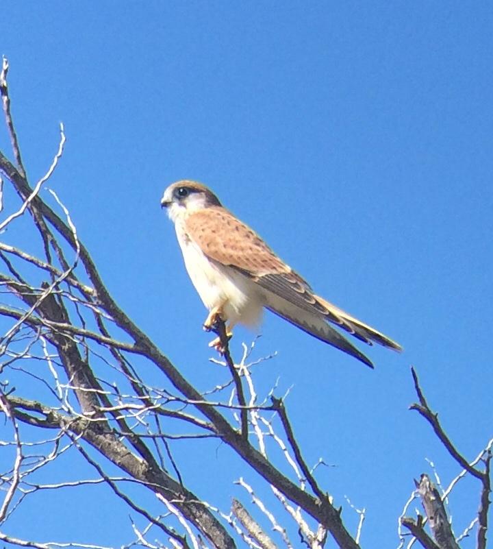 #rottnest kestrel #wildoz