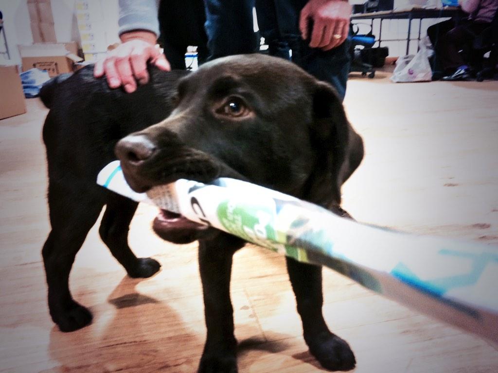mwyp's tweet photo. "I am pleased to say I have pre-chewed your by-election literature on behalf of your family dog" - @cmackinlay http://t.co/cZas9HJkqx