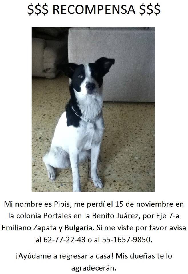 laDelCarmen_BJ's tweet photo. “@fellpudito: #EXRAVIADA http://t.co/uGX8hNEQvz Pipis en #Eje7aEmilianoZapata y #Bulgaria Col #Portales @_PatriciaAnaya @PrrosPerdidosMX
