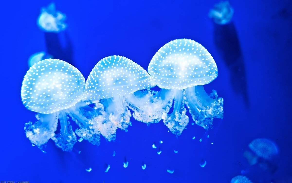 Cnidaria121's tweet photo. When the squad rolls into the club #'reef'erparty #crewonpoint #Glow http://t.co/cB7SgbycjF