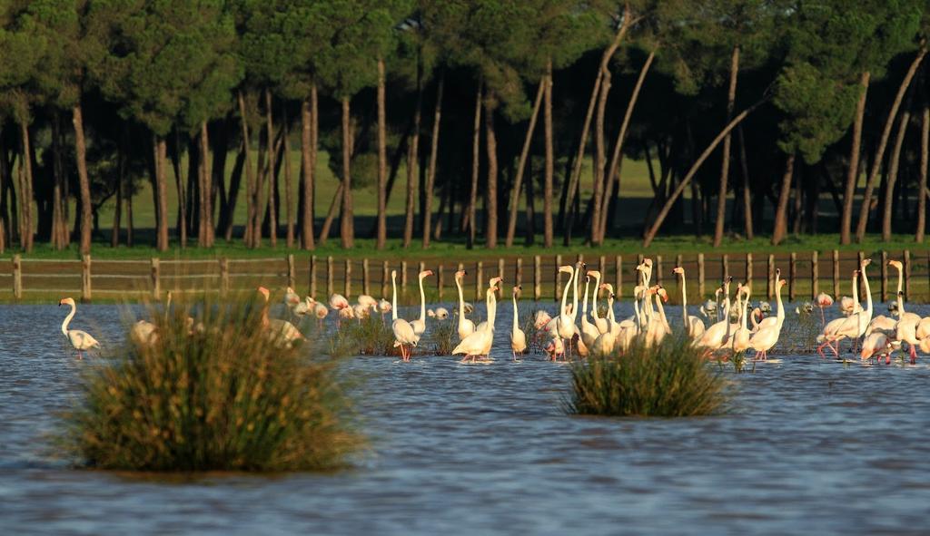 VentanaNatura's tweet photo. La Junta hará mediciones para detectar si existe contaminación lumínica en Parque de Doñana.
http://t.co/6FYRoXCpzR http://t.co/1AQmWjQt2F
