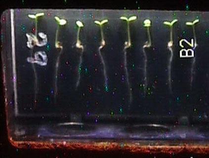 NASA's tweet photo. How does botany work in space? Astronauts on @Space_Station work today to find out: http://t.co/AS1RoELDRt #ISS http://t.co/iao7ZzTiCp