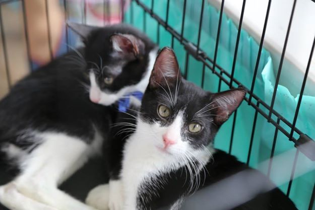 IsabelPlicett's tweet photo. @FeriaYoReciclo: Adopta a estos hermosos! Muchos gatitos y perritos buscan hogar en #YoReciclo 22NOV 12-5pm @UNESCPA http://t.co/6yMshOuybY"