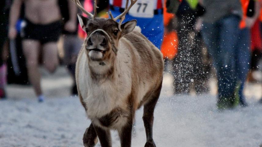 outsidemagazine's tweet photo. Russia is considering reindeer police for tundra regions. (Imagine the police academy) : http://t.co/2WYIzUE1y4 http://t.co/d8ScHe827B