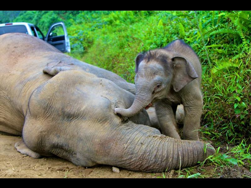 :((( "@BabyElephh: :((( “<a href="/VIVAnews/">VIVAnews</a>: Tiga Bulan, Enam Ekor Gajah Mati Membusuk di Aceh dlvr.it/7ZcJL9 ”"