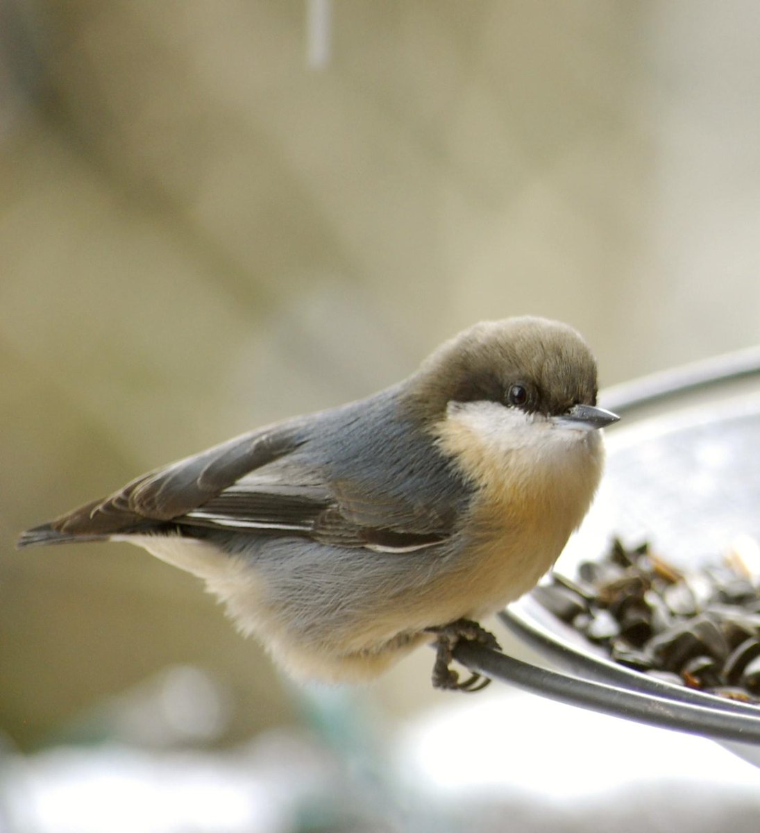 A highlight to the winter season is feeding my little visitors! #Pygmy Nuthatch