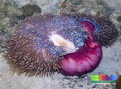 Cnidaria121's tweet photo. @xspongy_swagx we all have those days http://t.co/1Y8LMfJfxA