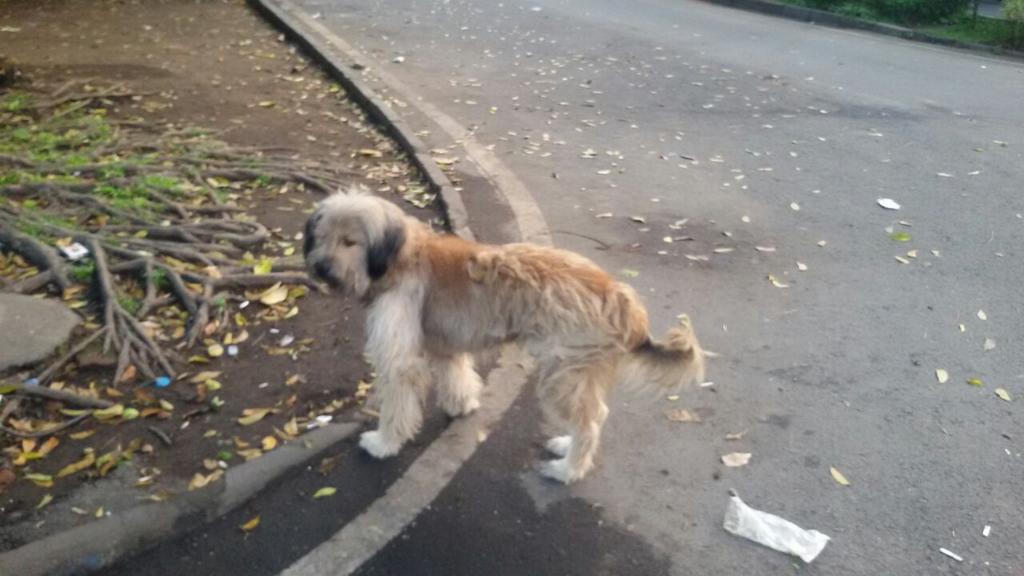 hari3rd's tweet photo. @InfoMalangRaya Saya sering melihat anjing ini kluyuran di jalan jakarta kl pagi. Sdh 3 bulan ini sepertinya. Kshan. http://t.co/Cun9jlRybo