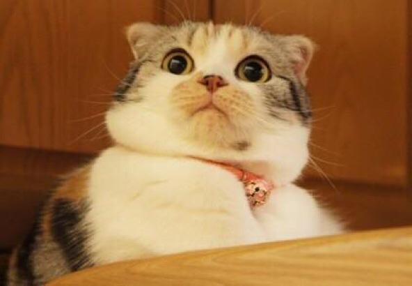 PukLorance's tweet photo. when u sneeze in front of ur pet and they look at u like you’ve just offended their great ancestors http://t.co/hB5u8aql8X