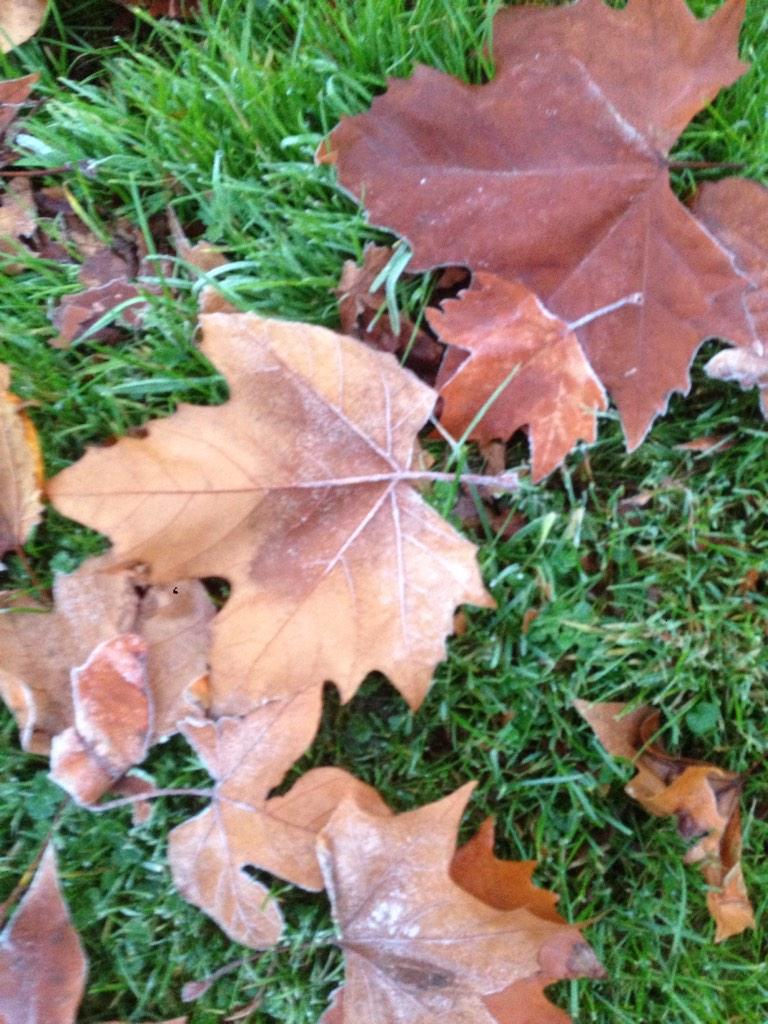 Thijs1Marc's tweet photo. @frankdeboosere eerste witte randjes aan de bladeren in munsterbilzen http://t.co/QWP8Hqempu