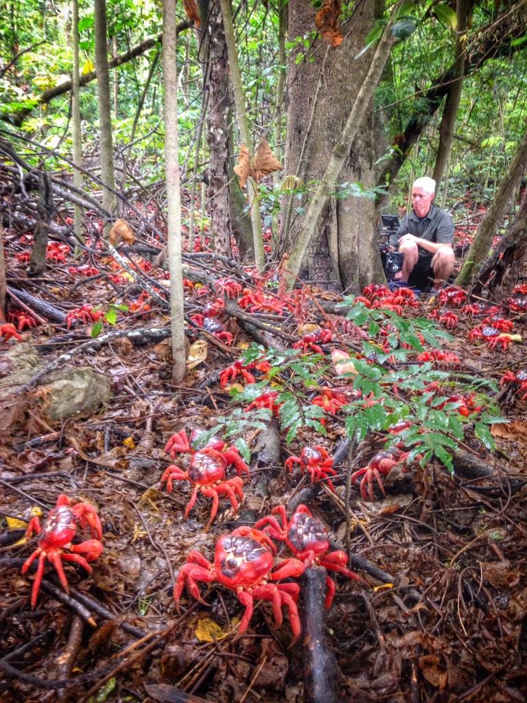 Elizabeth0White's tweet photo. @Elizabeth0White: .@mateowillis in the midst of a walking red wave... #EarthOnLocation #ChristmasIsland http://t.co/2ePwWr9hrM