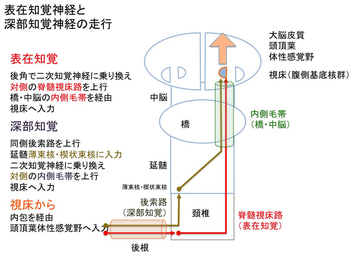 表在感覚鈍麻原因 – 足部表在感覚鈍麻 – MIZQL