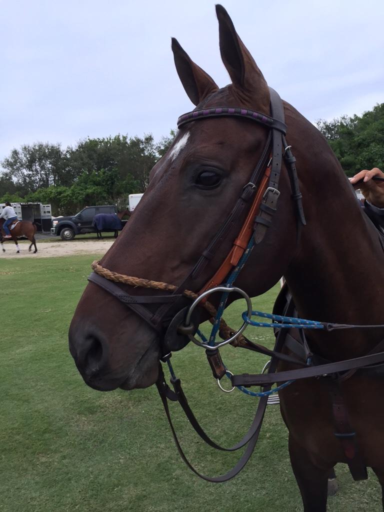 GrandChampions_ tweet picture