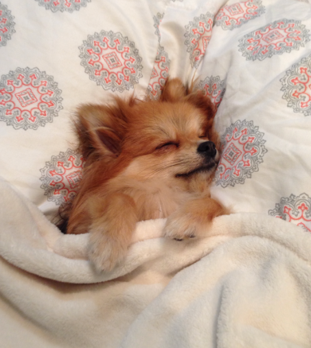 BarkPost's tweet photo. "Just got this pillowcase in from Etsy" #AndImLovinIt
via http://t.co/mI1h7AoXNU http://t.co/VnsISQWG8p