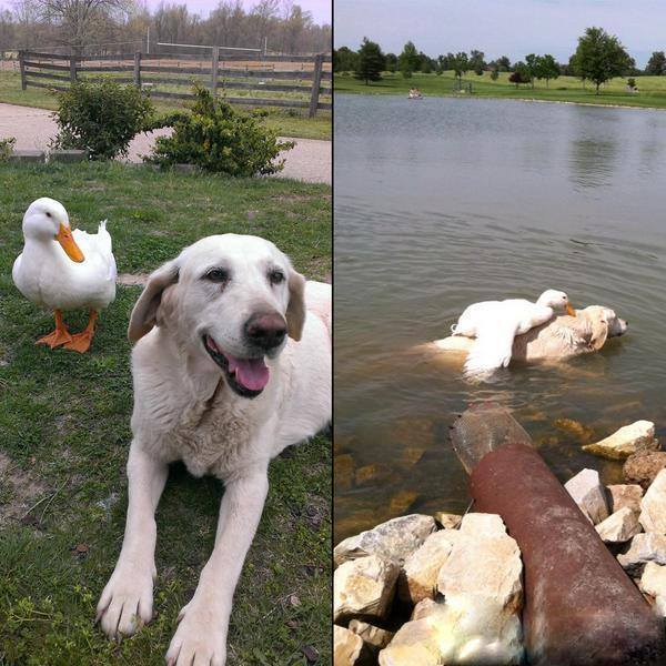 OurAutismLife's tweet image. “@awkwardgoogle: Dog &amp;amp; duck in NC have become best friends; They eat/sleep/play together constantly http://t.co/5lArtPFrzf” @HeyBeerMan1962