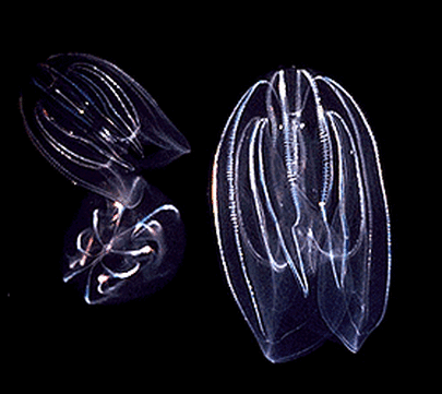 Ctenophora2014's tweet photo. the evolution of my nervous system seems to be quite the hot gossip... http://t.co/IQYf7pmR0T