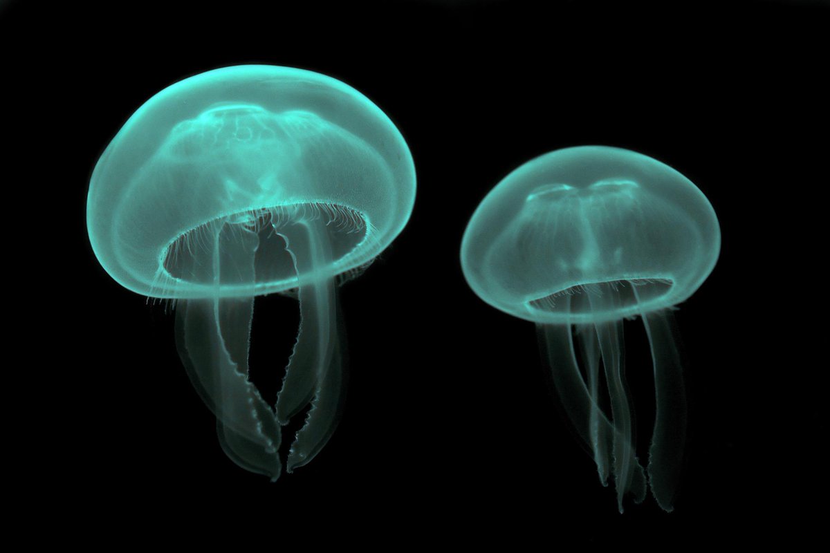 Ctenophora2014's tweet photo. Let's get one thing clear: I am NOT a jellyfish. Can u see the difference? http://t.co/OZb4WRxOAY