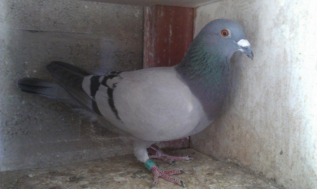 A first for BaardHokke. Best Cock fed, also the ACE Pigeon Fed 2014, as a youngster. Dankbaar.